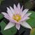Lynne Schwartz-Barker's profile image