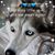 Kathleen Sefchick Dixon's profile image