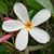 Amy Fingado-Araujo's profile image