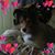 Teresa Glutsch Sztanya's profile image