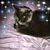 Grace Millay Ott's profile image
