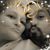 Abraham N Jennifer's profile image
