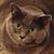 CJ Palmer's profile image