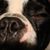 Guilherme Morais's profile image