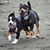Linnea Shirk Roy's profile image