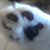 Ivan Torres's profile image