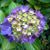 Monica Haug's profile image