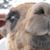 Sheila Marie's profile image
