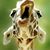 Trish Walker's profile image