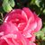 Deborah Dvirnak Greenup's profile image