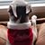 Denise Contrino's profile image