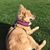Rachelle Webb's profile image