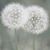 Candice A. Lapachinsky-Rubendall's profile image