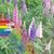 Annette Petit Meier's profile image
