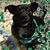 Alicia Gavin's profile image