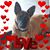 Darlene Pulsifer's profile image