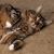 Jeanine Bourcier's profile image