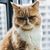 Carol Ann Smolka's profile image