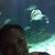 Ambralee Faisy's profile image