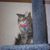 Ann Dahlquist's profile image