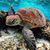 Shana Harbison's profile image