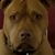Paul Wilcher's profile image