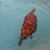 Sue Goshorn Johnson's profile image