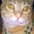 Lisa Gerhardt's profile image