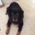 Lori Eckard Thomas's profile image