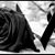 Dily Arango's profile image