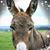 Diana Lepley's profile image