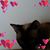 Lynn Prince's profile image