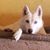 Camacho Victorio's profile image