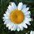 Phyllis Nunn's profile image