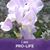 Marguerite Vaughan's profile image