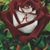 Kisha Saxon Godfrey's profile image