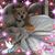Susan Lyons's profile image