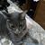 Rosemary Samora's profile image