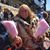 Janet Woy Sikorski's profile image