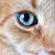 Lisa Hertel's profile image