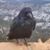 David Adamski's profile image
