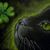 Dawn DiPietro-Falley's profile image
