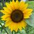 LaNelle Froehlich's profile image