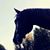 Jennifer Newhouse's profile image