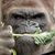 Chris Phares's profile image