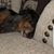 Chris Greathouse's profile image