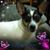 Denice Jones's profile image