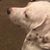Darnella NJoseph Williams's profile image