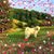 Chris De Shazo's profile image