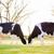 Chaelina Duckery's profile image